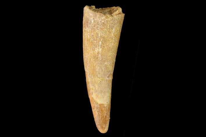 Fossil Pterosaur (Siroccopteryx) Tooth - Morocco #159110